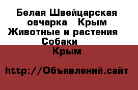 Белая Швейцарская овчарка - Крым Животные и растения » Собаки   . Крым